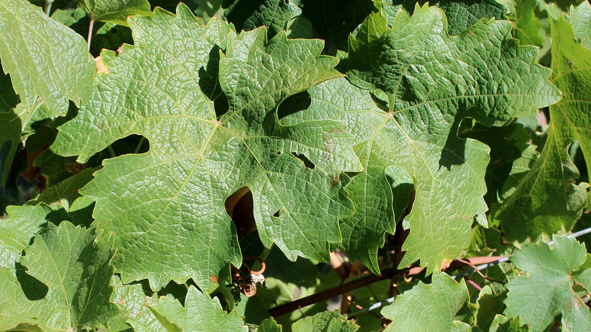 what-vine-leaves-can-tell-us